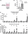 IKKβTbx4 mouse lung fibroblasts produce chemokines that recruit macrophages