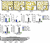 Elastic fiber organization is altered in IKKβTbx4 lungs and rescued with CC