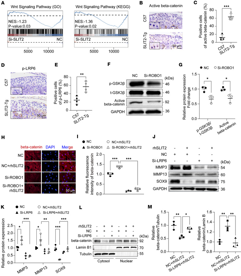 SLIT2/ROBO1 signaling–induced cartilage degradation is regulated by LRP6...