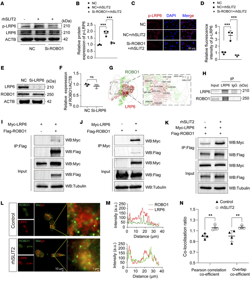SLIT2 enhanced ROBO1-LRP6 complex formation and LRP6 phosphorylation.
(A...