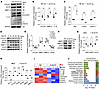 SLIT2 led to an inflammatory response and catabolism in chondrocytes.