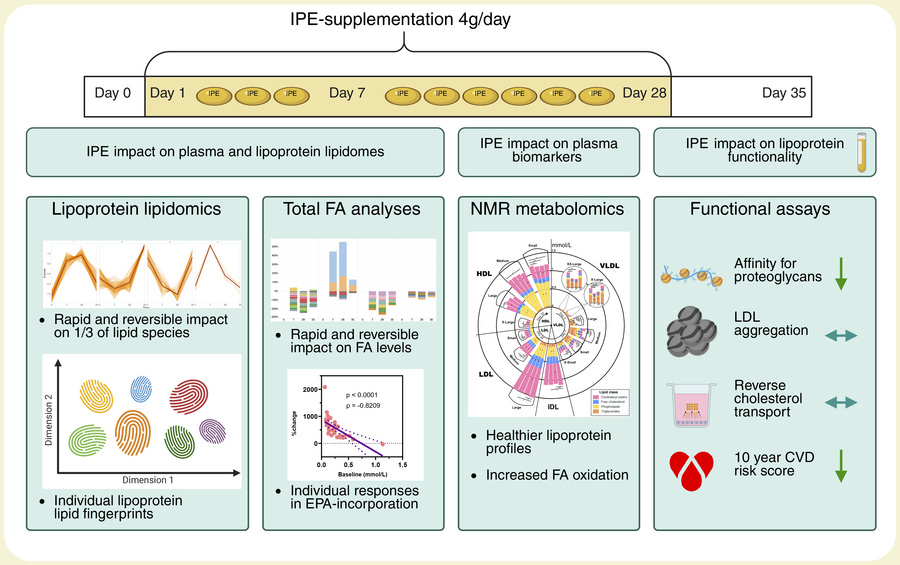 graphical abstract