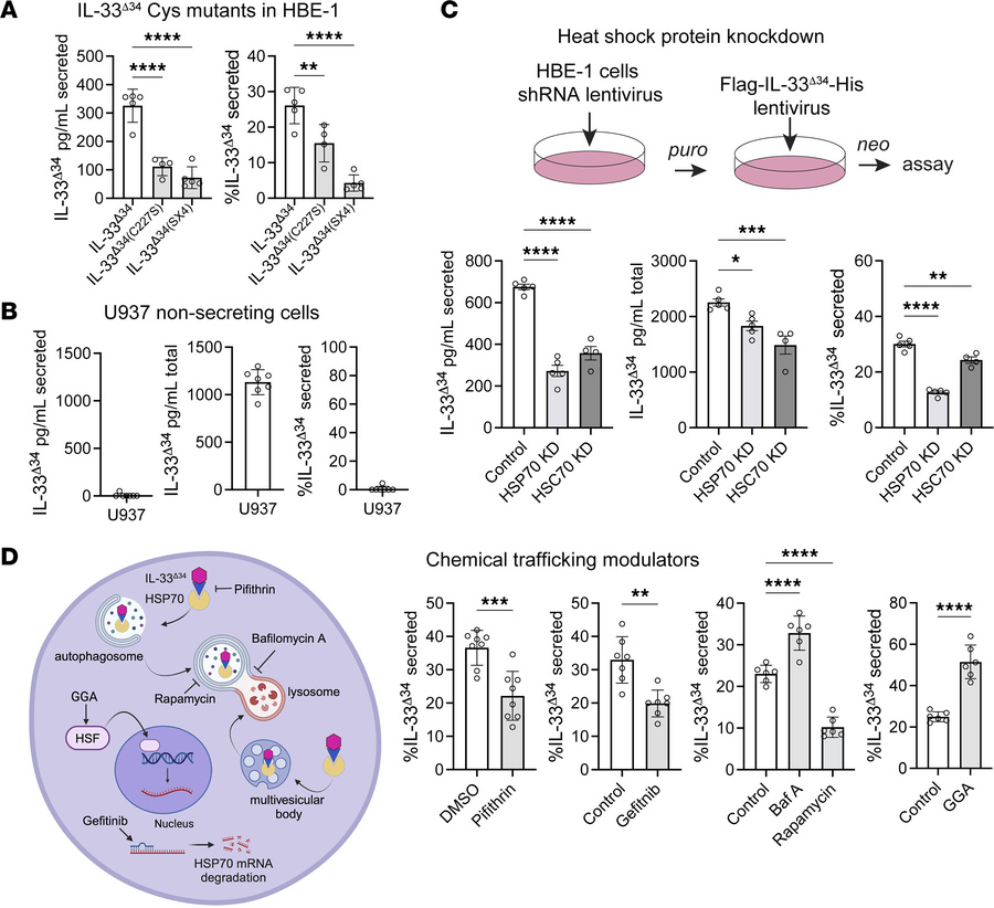 HSP70 facilitates IL-33 secretion.
(A) HBE-1 cell secretion by ELISA for...
