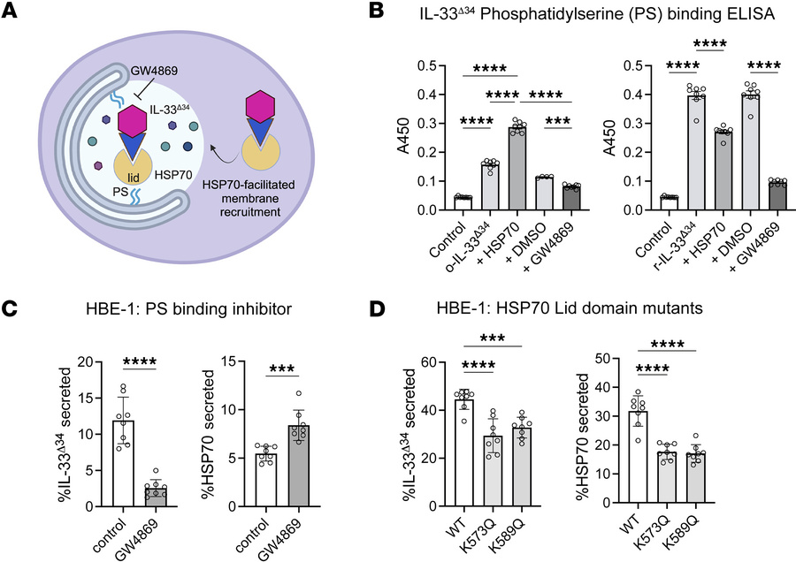 IL-33 interacts directly with phospholipids.
(A) Schematic of model for ...