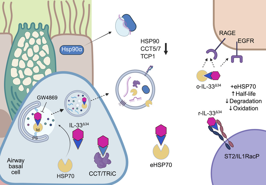 graphical abstract