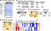 HSP70 interacts with IL-33 in human airway epithelial cells.