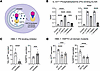 IL-33 interacts directly with phospholipids.