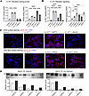 HSP70 preserves oxidized IL-33 receptor signaling.
