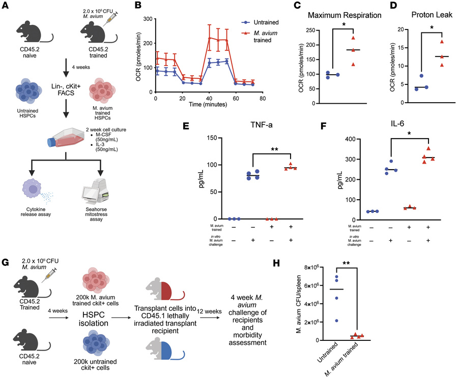 
Mycobacterium avium infection promotes HPSC central trained immunity wi...