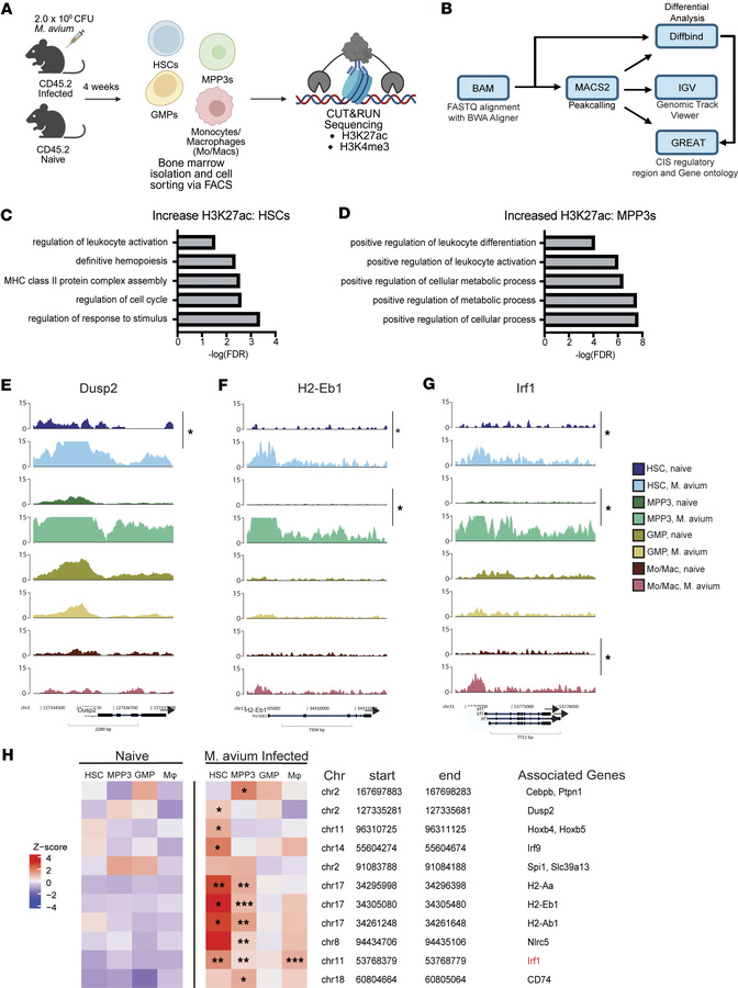 
M. avium–infected HSPCs and MPP3s exhibit significant increases in H3K2...