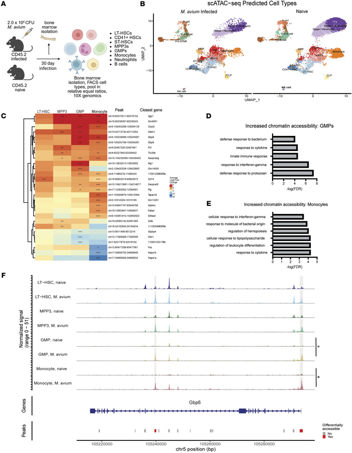 HSPCs and monocytes exhibit distinct chromatin accessibility changes upo...