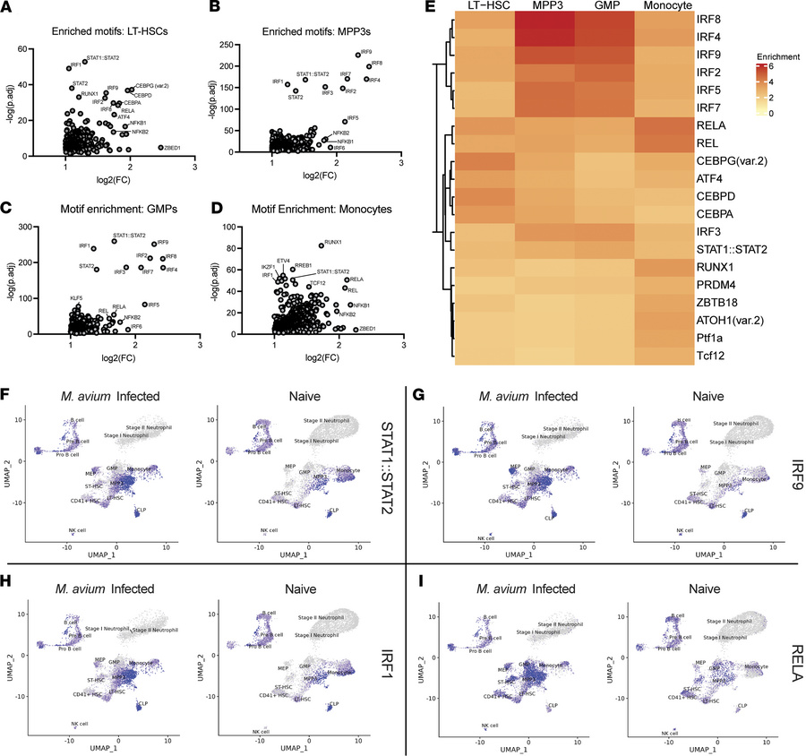 
M. avium–infected HSPC subpopulations and monocytes have a conserved, i...