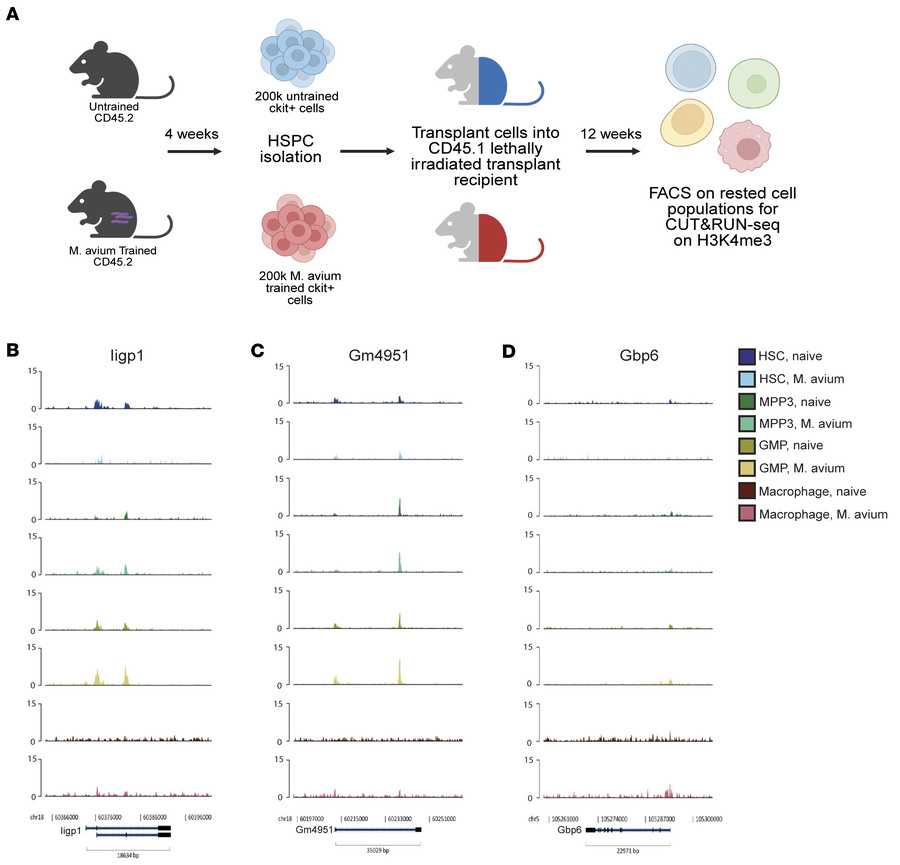 Histone modification H3K4me3 acquired in M. avium training do not persis...