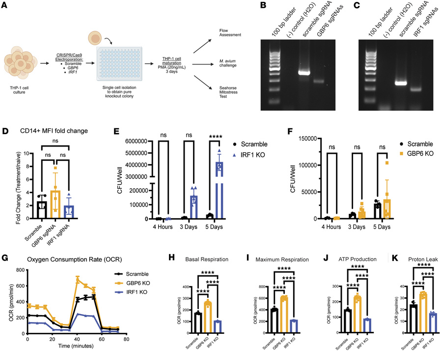 Loss of GBP6 affects cellular respiration in THP-1–KO macrophages indepe...