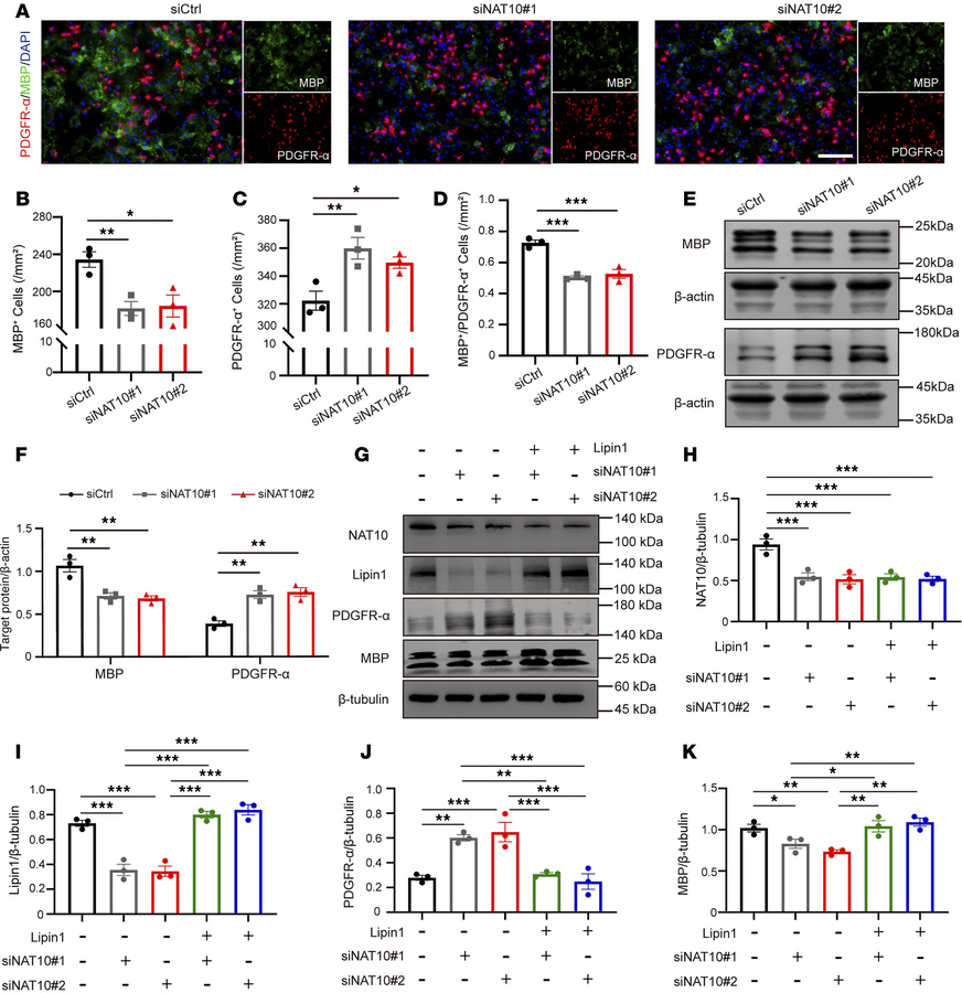 Downregulation of NAT10 inhibits OPC differentiation by suppressing Lipi...