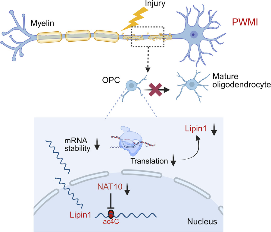 graphical abstract