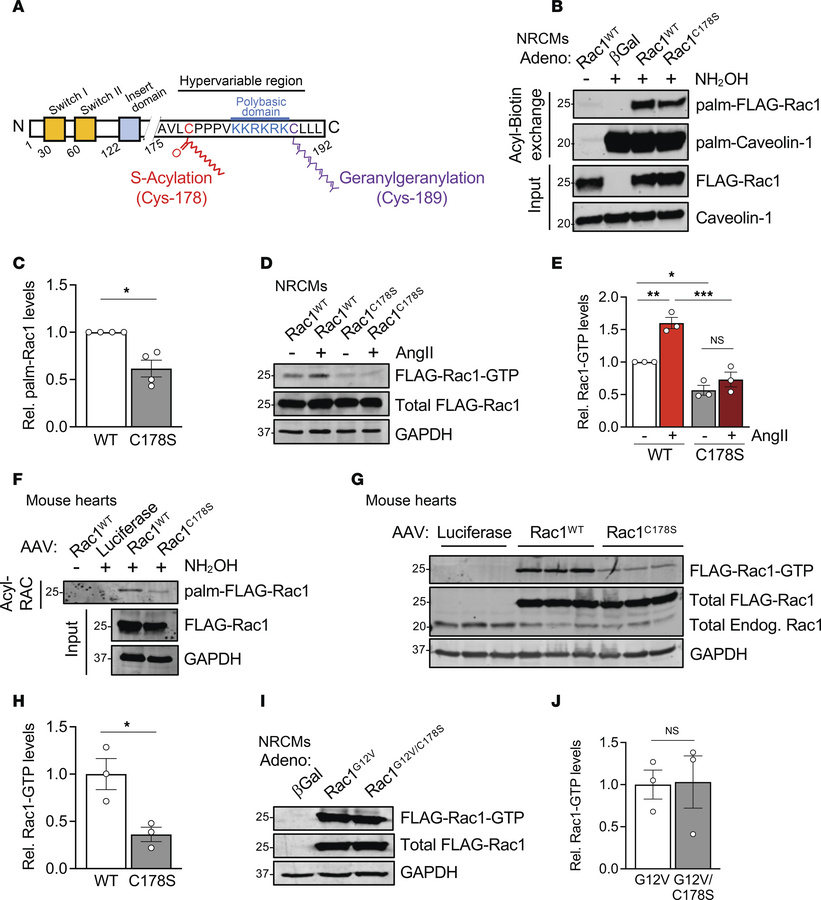 Loss of Cys-178 S-palmitoylation of Rac1 in cardiomyocytes reduces Rac1 ...