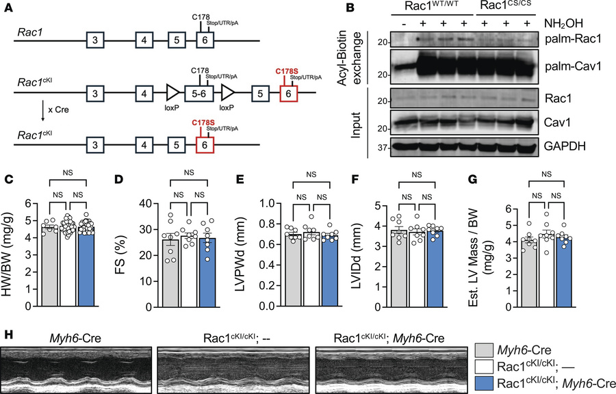 Generation and characterization of Rac1 conditional knockin mice.
(A) Sc...