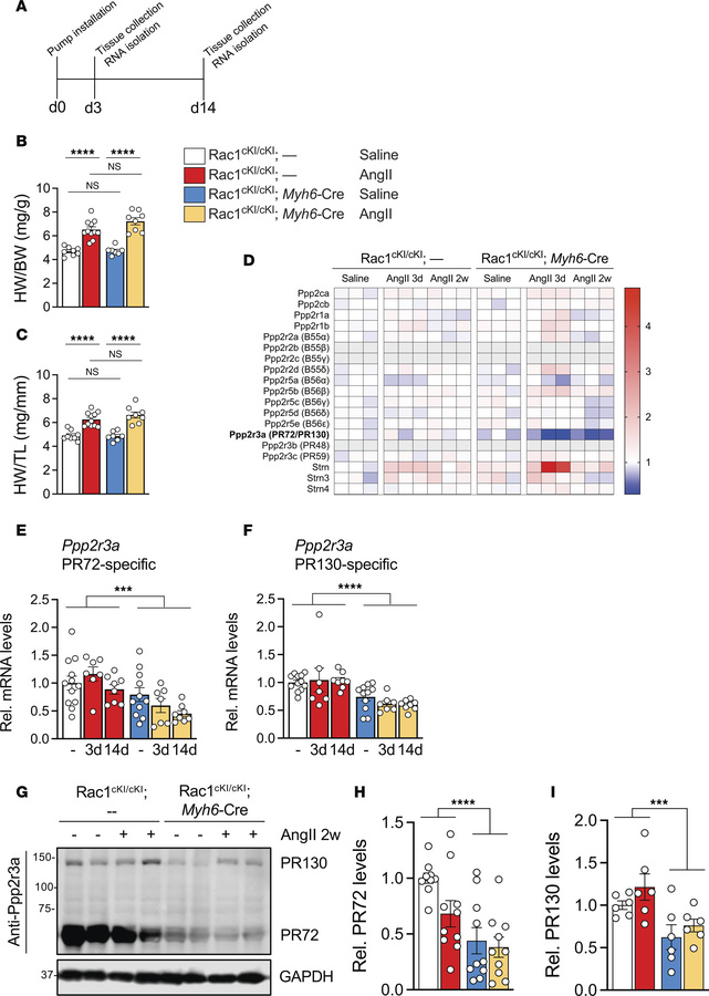 
Ppp2r3a/PR72 levels are reduced in Rac1 conditional knockin mouse heart...