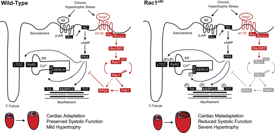 Working model of Rac1 Cys-178 palmitoylation in the regulation of cardia...