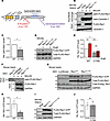 Loss of Cys-178 S-palmitoylation of Rac1 in cardiomyocytes reduces Rac1 act