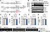 Generation and characterization of Rac1 conditional knockin mice.