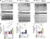 Rac1 conditional knockin mice subjected to hypertrophic stress have elevate