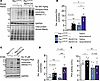 Rac1 conditional knockin cardiomyocytes exhibit hyperphosphorylation of PKA