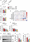 Ppp2r3a/PR72 levels are reduced in Rac1 conditional knockin mouse hearts.