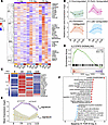 Transient activation-associated transcriptional changes in circulating Treg