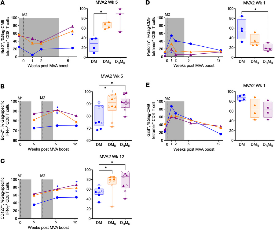 Rapamycin treatment enhances development of central memory phenotype wit...
