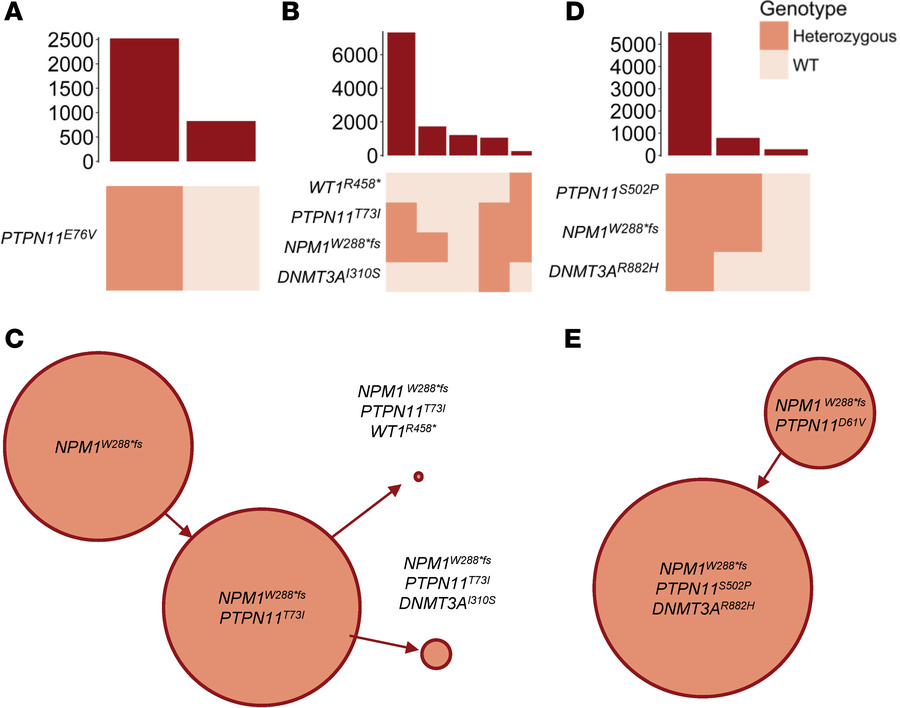 Clonal architecture of PTPN11-mutated AML patient samples.
Clonographs d...