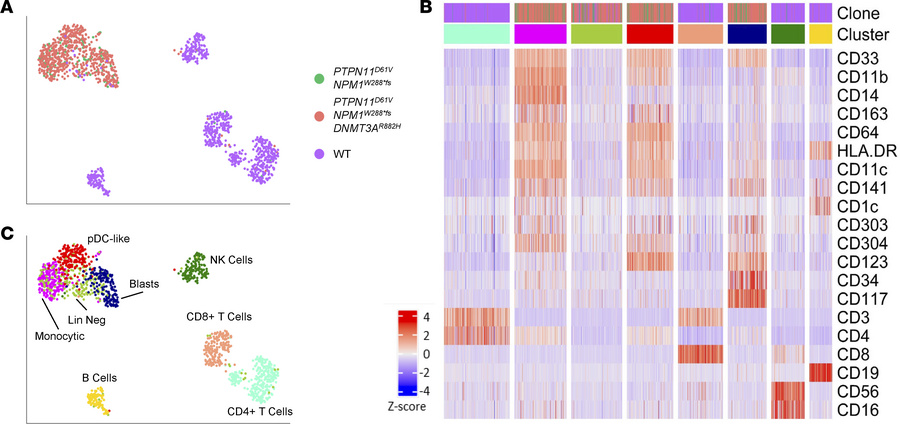 Mutated AML cells comprise most myeloid cells at diagnosis.
Immunophenot...