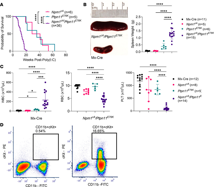 Characterization of the Npm1cA/Ptpn11E76K mouse model.
(A) Overall survi...