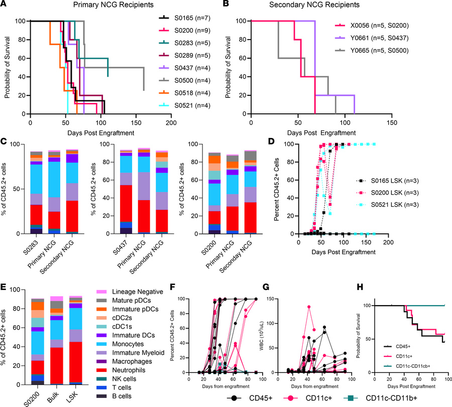 Engraftment of Npm1cA/Ptpn11E76K splenocytes into immunodeficient mice.
...