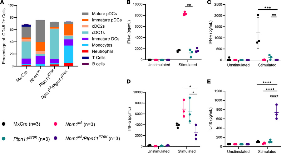 Murine Npm1cA/Ptpn11E76K bone marrow DC differentiation and in vitro CpG...