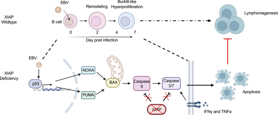 graphical abstract