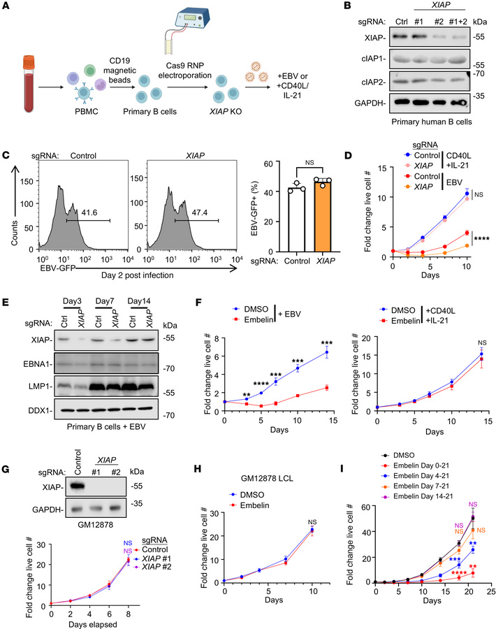 XIAP inactivation impairs the outgrowth of newly EBV-infected primary B ...