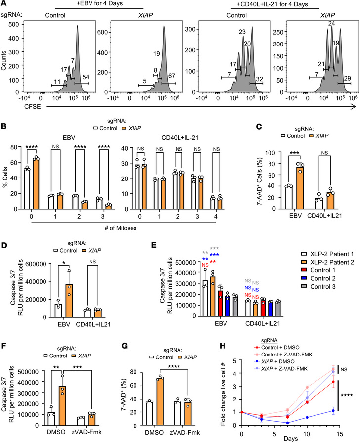 EBV, but not CD40L/IL-21, triggers apoptosis within the first week of XL...