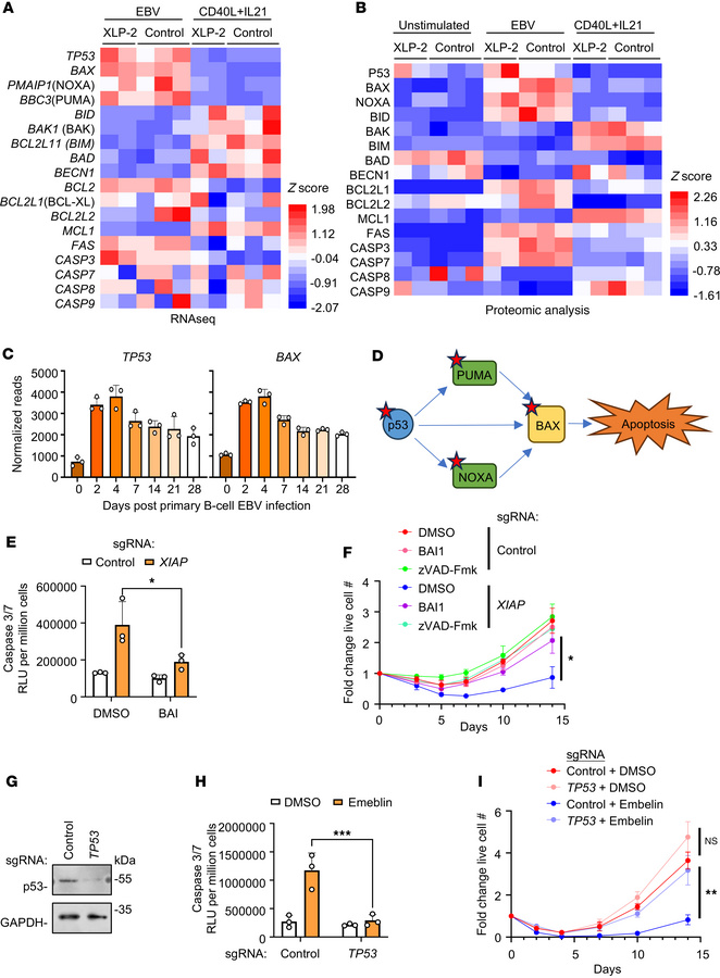 EBV but not CD40L/IL-21 activates p53- and BAX-dependent apoptosis in ne...
