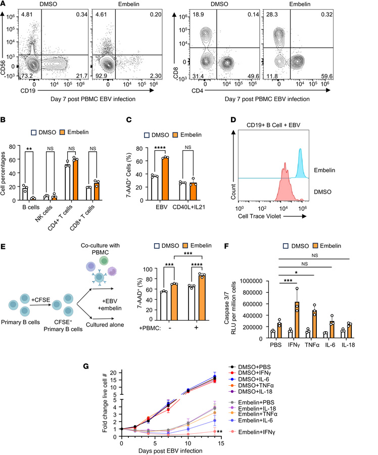 Embelin XIAP inhibition perturbs EBV-mediated primary B cell outgrowth a...