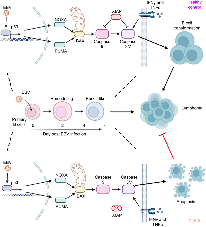 Schematic model of key antiapoptotic XIAP role in newly EBV-infected B c...