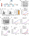 XIAP inactivation impairs the outgrowth of newly EBV-infected primary B cel