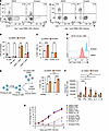 Embelin XIAP inhibition perturbs EBV-mediated primary B cell outgrowth and