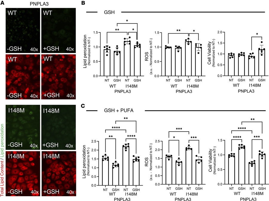 Programmed cell death is attenuated in primary human hepatocytes carryin...