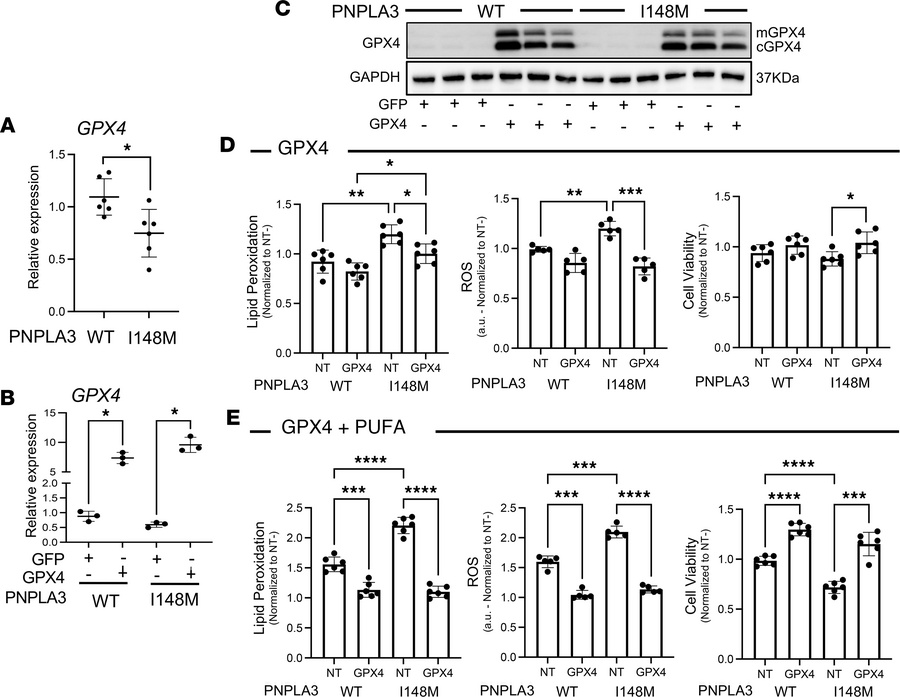 Restoration of GPX4 expression attenuates programmed cell death in prima...