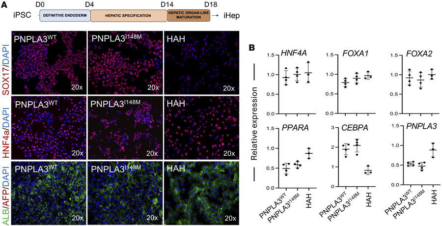 Hepatic differentiation and characterization of iHep-PNPLA3-WT and iHep-...
