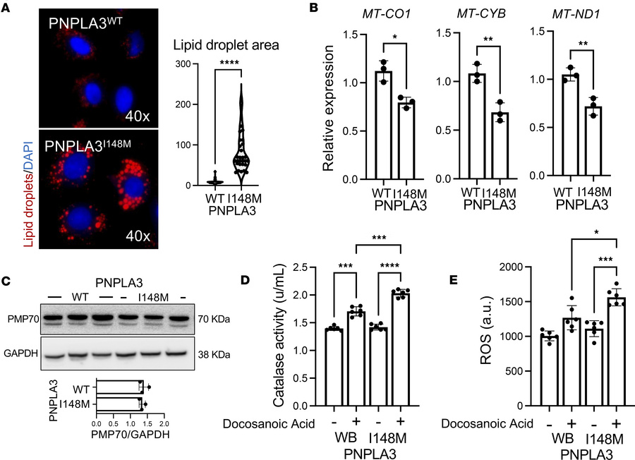 iHeps recapitulate the PNPLA3-I148M–induced alterations in lipid accumul...
