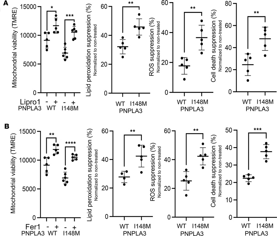 iHeps reproduce increased ferroptosis susceptibility associated with the...