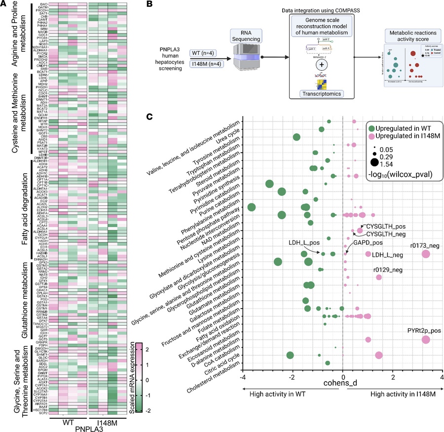 Integration of transcriptomic data with a genome-scale model of human me...